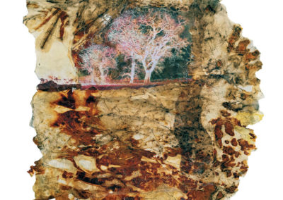 In memory of tree and fragile lands