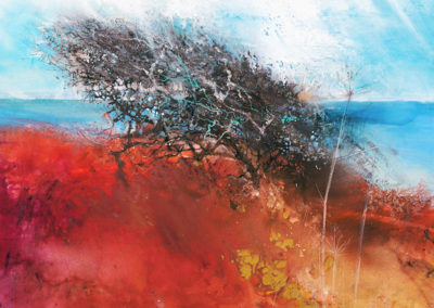 Windswept hawthorn