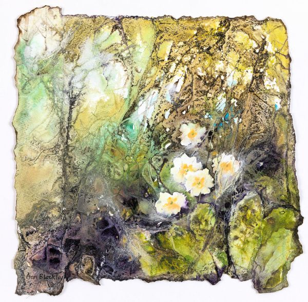 Primrose collage