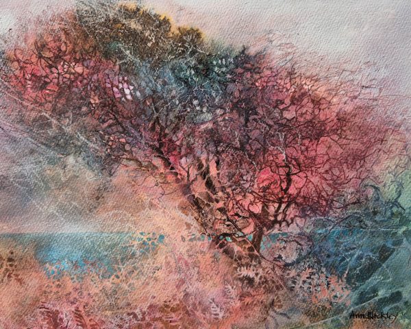 Sundown hawthorn